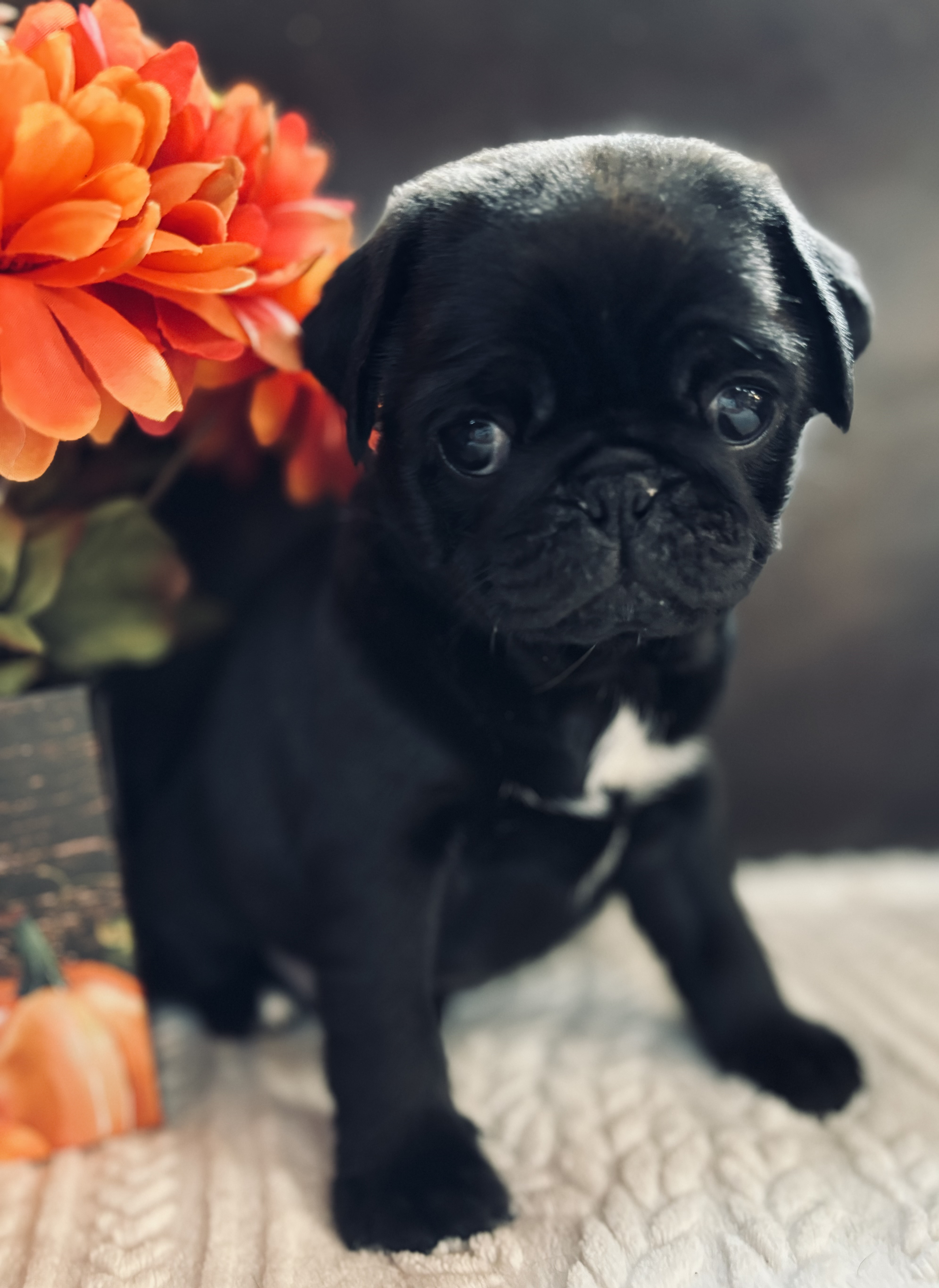 AKC Pug Puppies for Sale | Healthy & Vet-Checked Nationwide