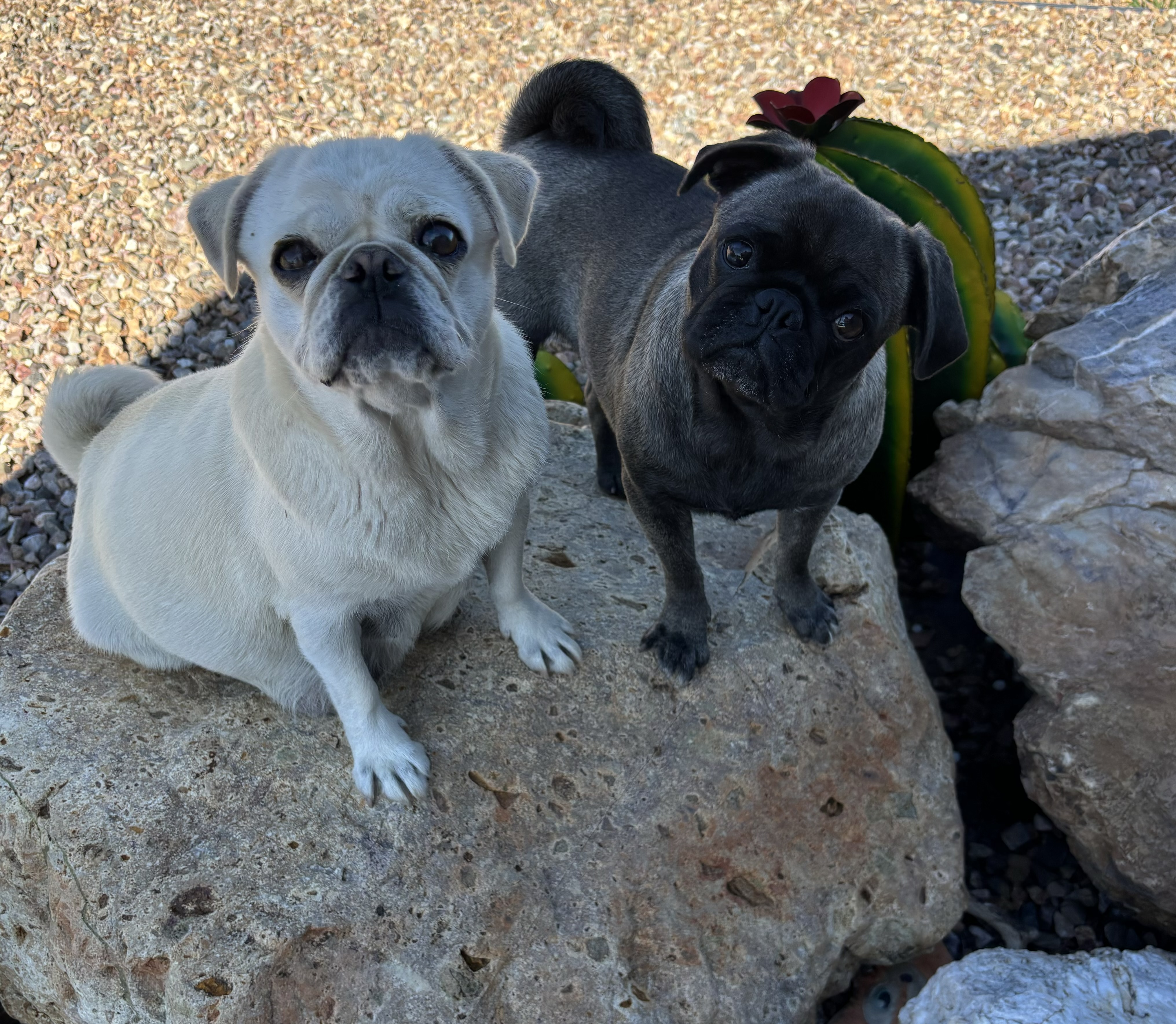 Puppies for Adoption | Arizona - Furever Friends